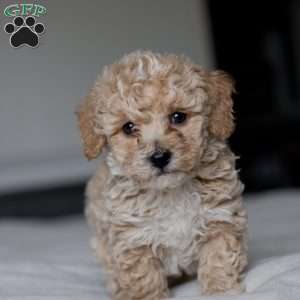 Cooper, Bich-Poo Puppy